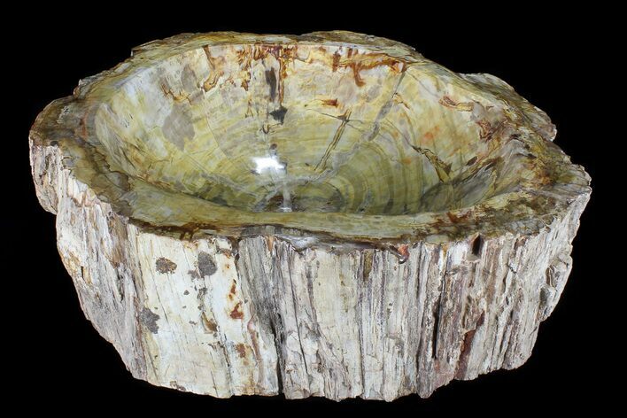 Wide Polished Petrified Wood Bowl - lbs #79203